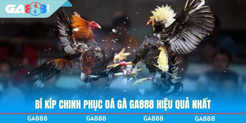 Bí kíp chinh phục đá gà GA888 hiệu quả nhất
