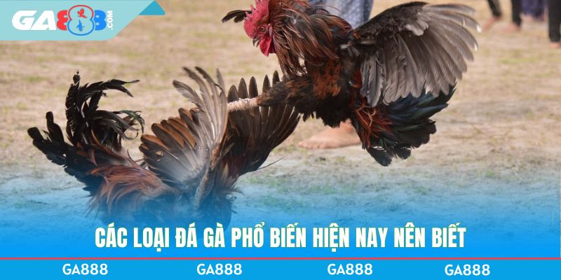 Các loại đá gà phổ biến hiện nay nên biết