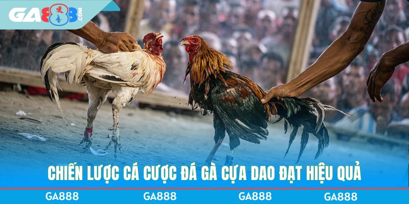Chiến lược cá cược đá gà cựa dao đạt hiệu quả