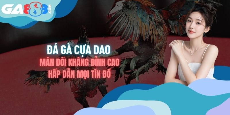 Đá Gà Cựa Dao – Màn Đối Kháng Đỉnh Cao Hấp Dẫn Mọi Tín Đồ