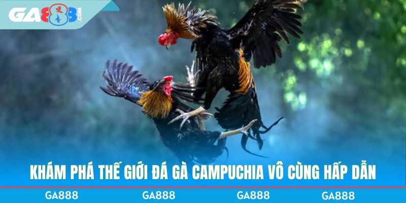 Khám phá thế giới đá gà Campuchia vô cùng hấp dẫn