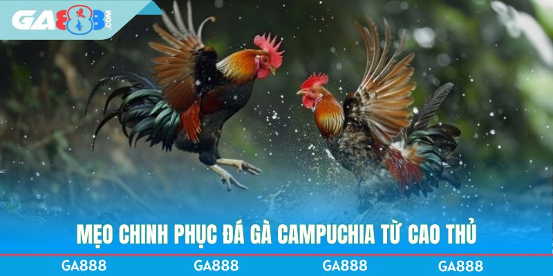 Mẹo chinh phục đá gà Campuchia từ cao thủ