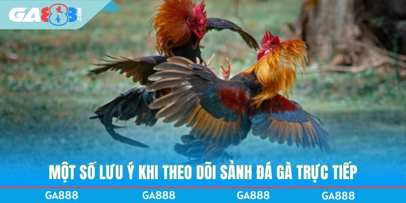 Một số lưu ý khi theo dõi sảnh đá gà trực tiếp