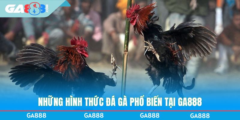 Những hình thức đá gà phổ biến tại GA888