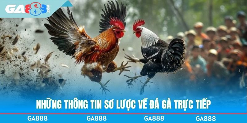 Những thông tin sơ lược về đá gà trực tiếp